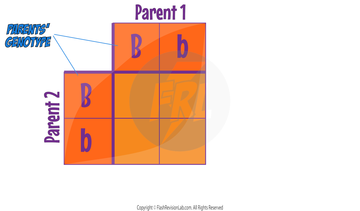 Punnett Square Parents